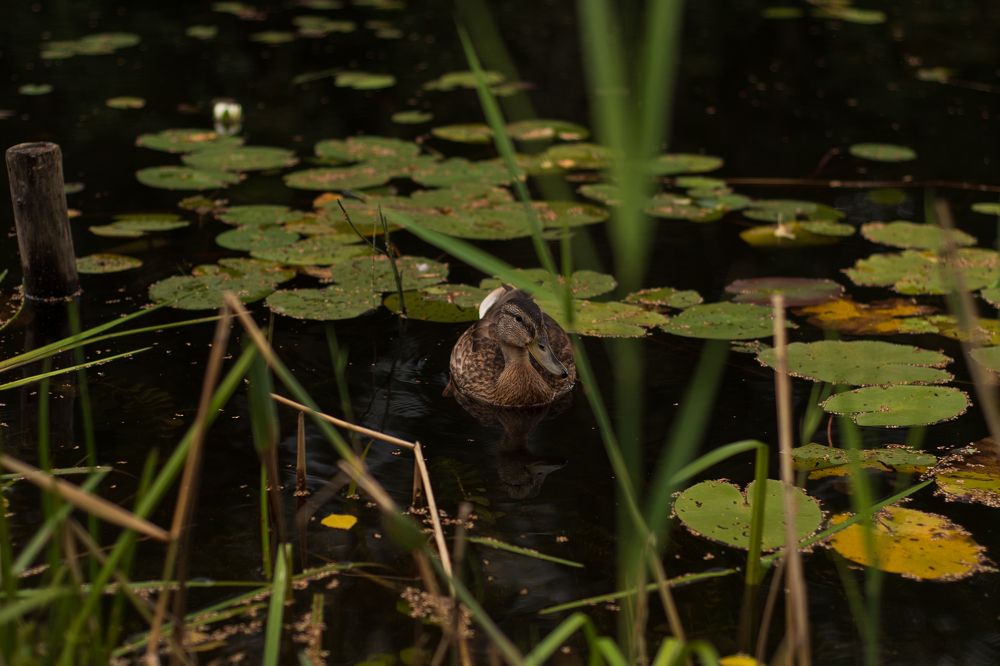 Photograph by Ксения Малютина