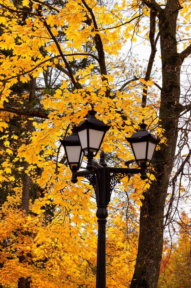 Фотография автора Ольга Войтехович