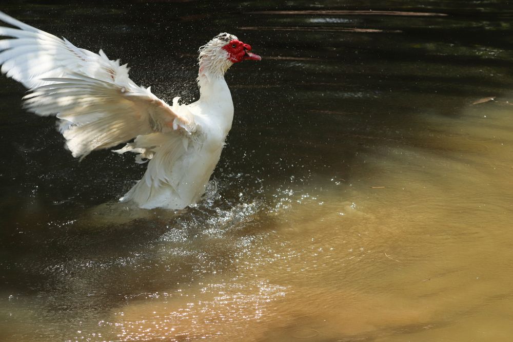 Photograph by Juliana