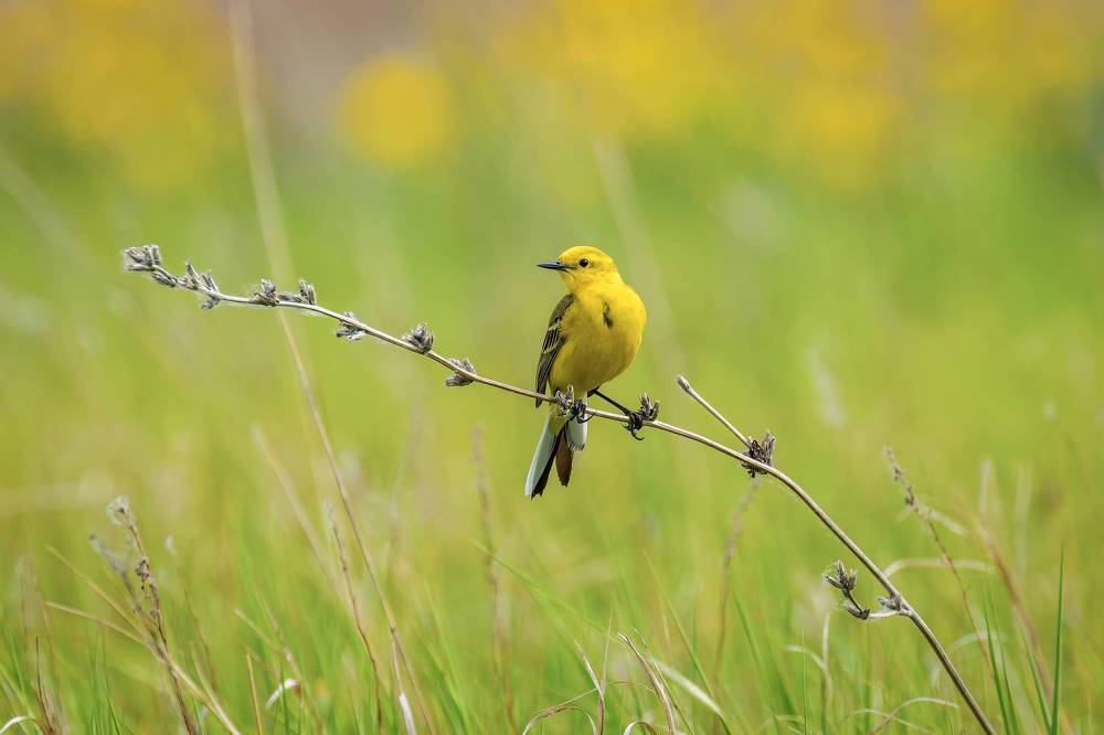 На солнечном лугу