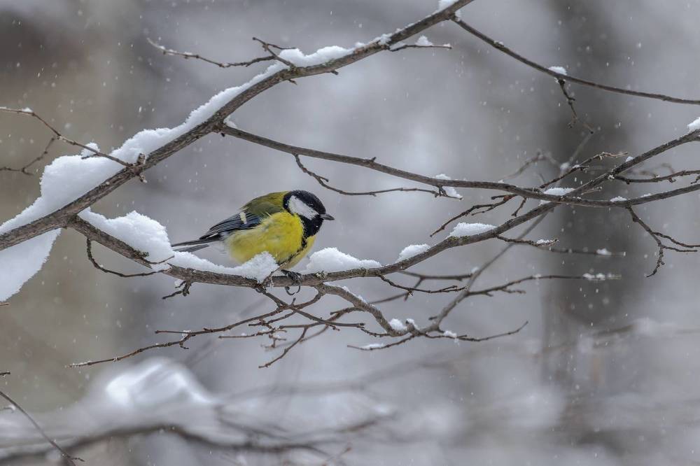 В пасмурный день