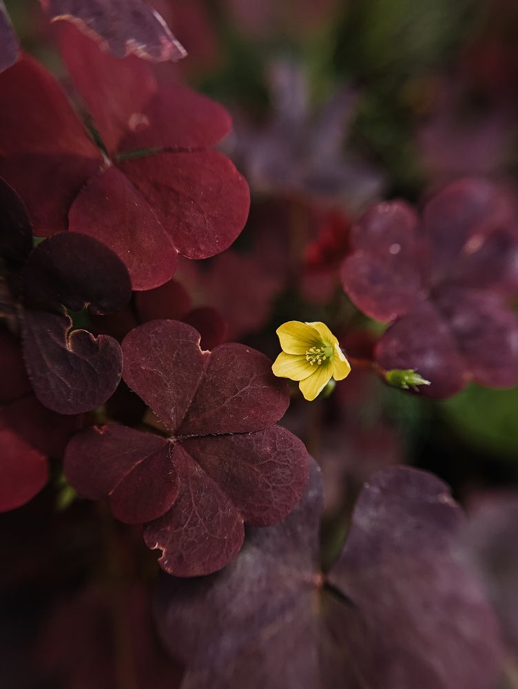 Фотография автора Мария Михайлова