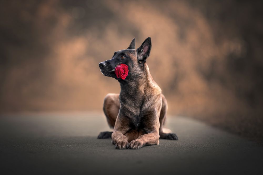 The Fragrance of roses and dogs' soul