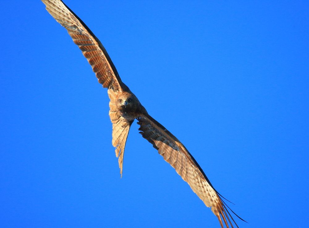 Photograph by Владилен Панченко