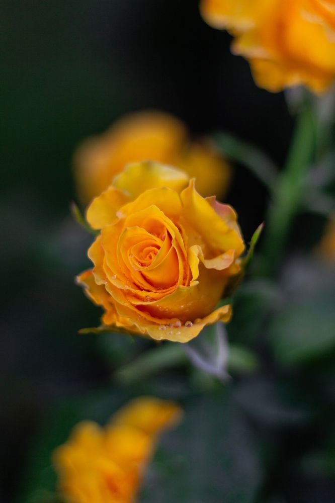 Фотография автора Ольга Войтехович