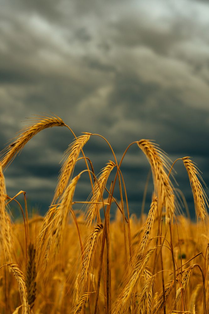 Фотография автора Григорьев Константин