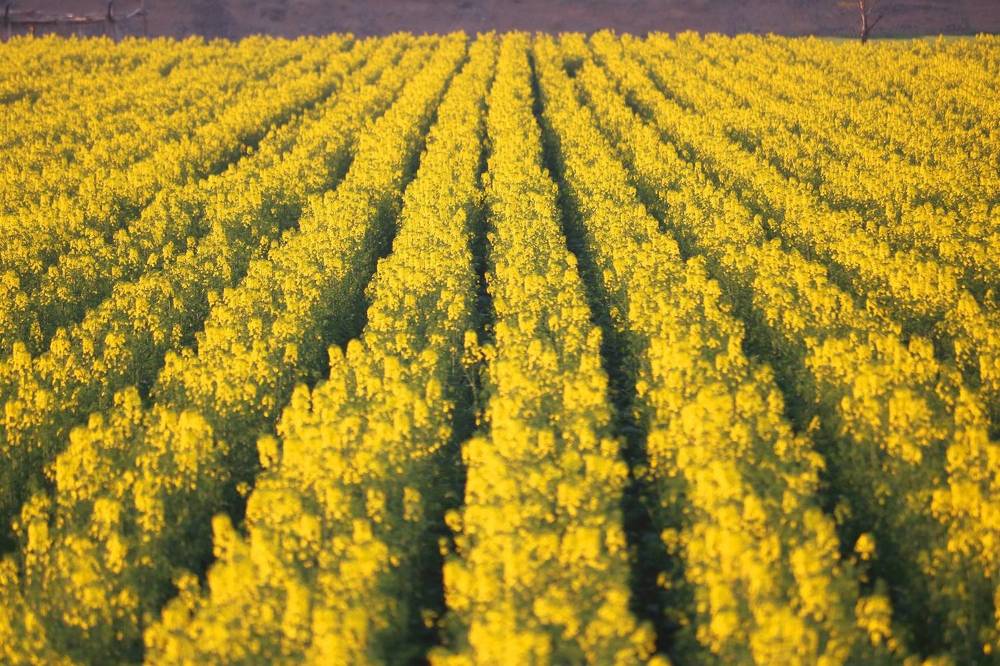 Photograph by Babak Akvan