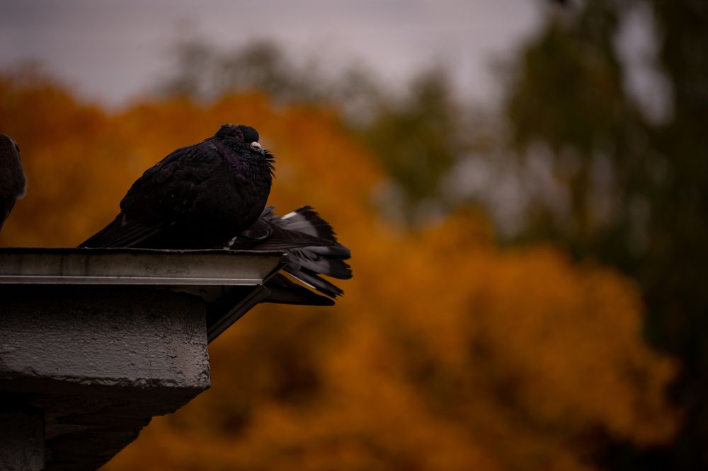 Photograph by Герман Крупенин
