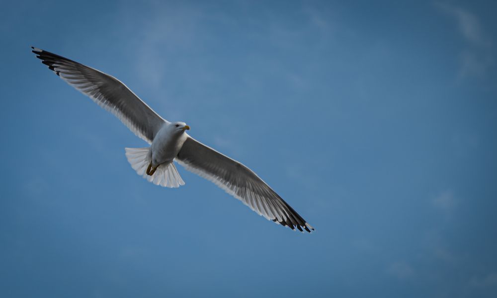 Photograph by жан хачапурадзе