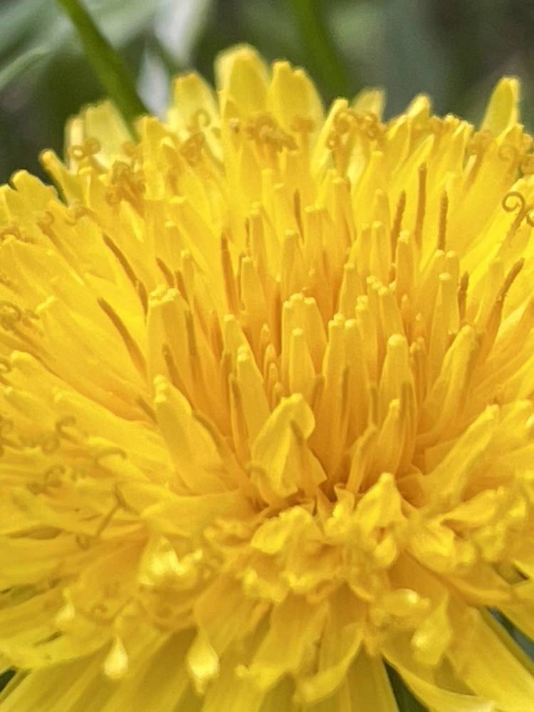 Фотография автора Ольга Полякова