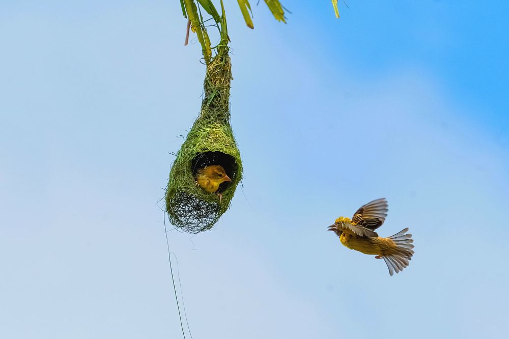 Baya weaver