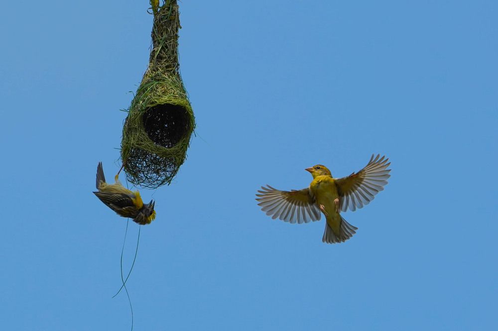 Baya weaver making nest