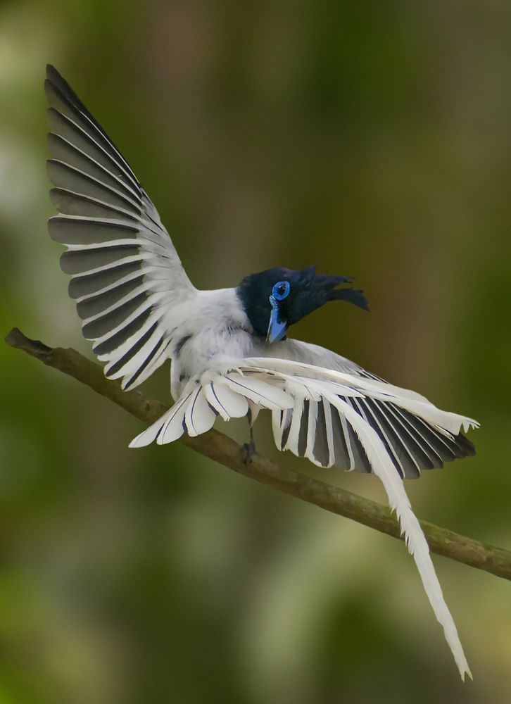 Photograph by Tonmoy Kumar