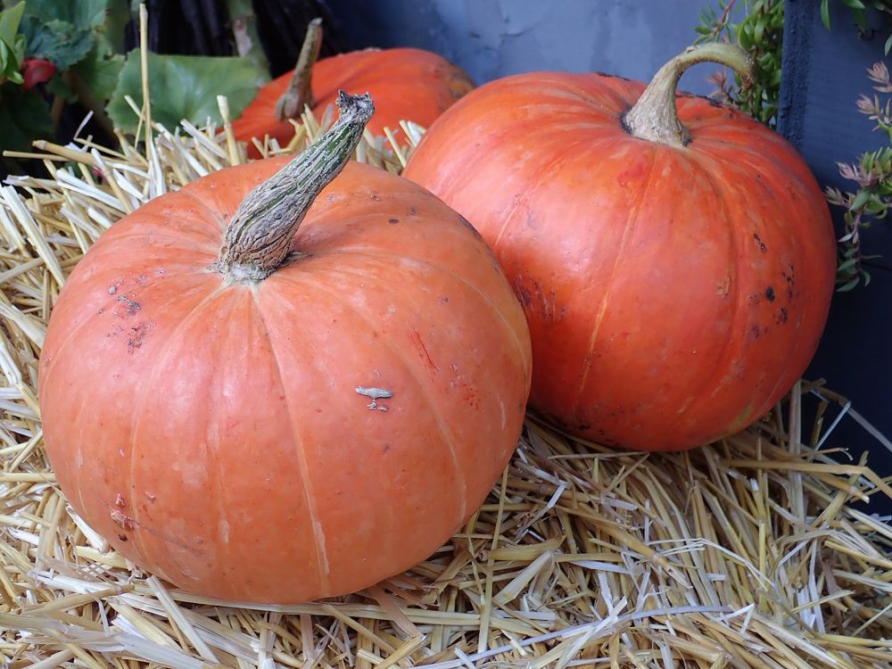 Photograph by Алексей Амилющенко