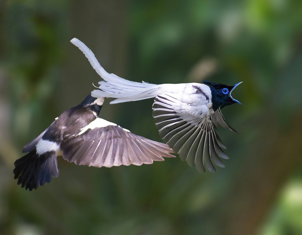 Photograph by Tonmoy Kumar