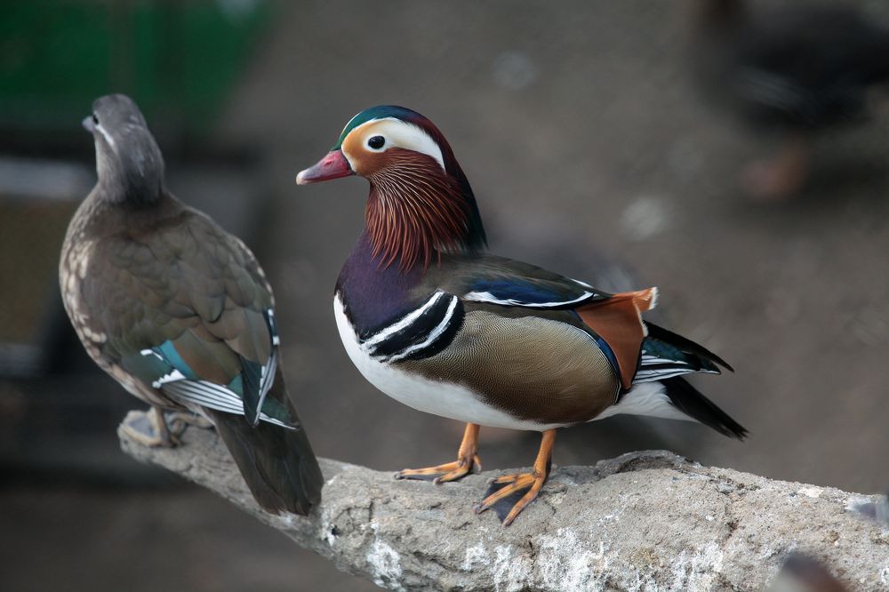 Photograph by Алексей Амилющенко