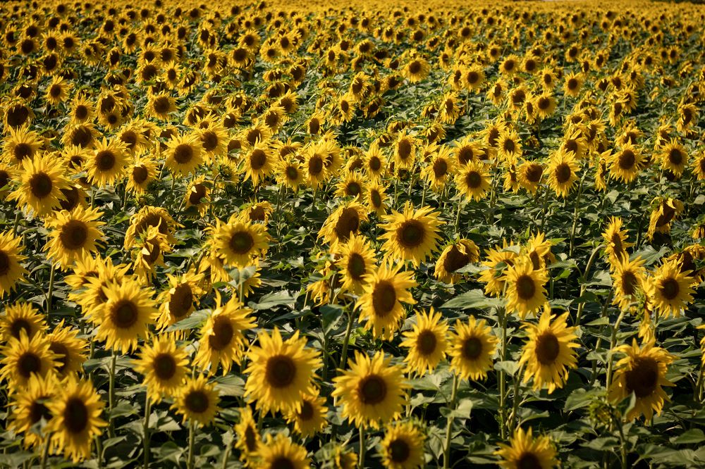 Photograph by Елена Григорьева