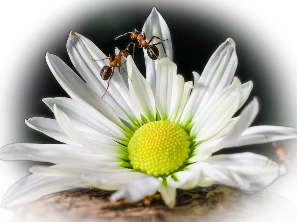 Photograph by Владимир Говоров