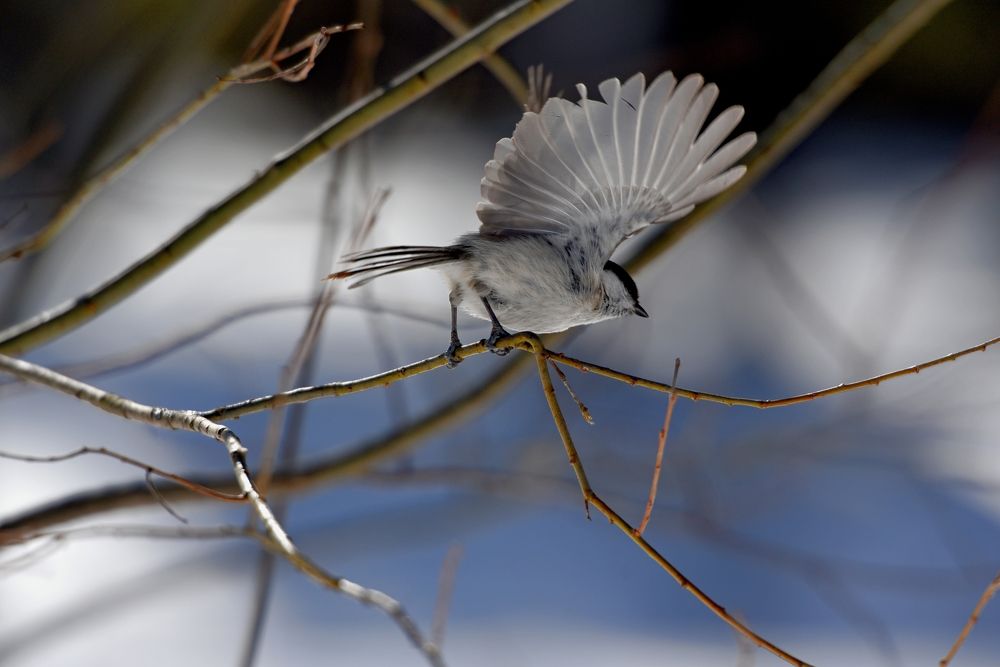 Фотография автора Сергей Чесноков