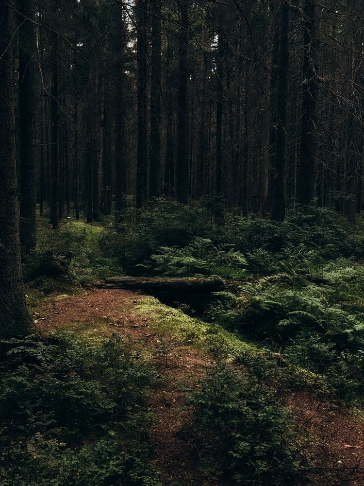 Photograph by Алиса Нежинская