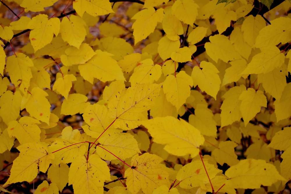 Photograph by НИНА АВЕРЬЯНОВА