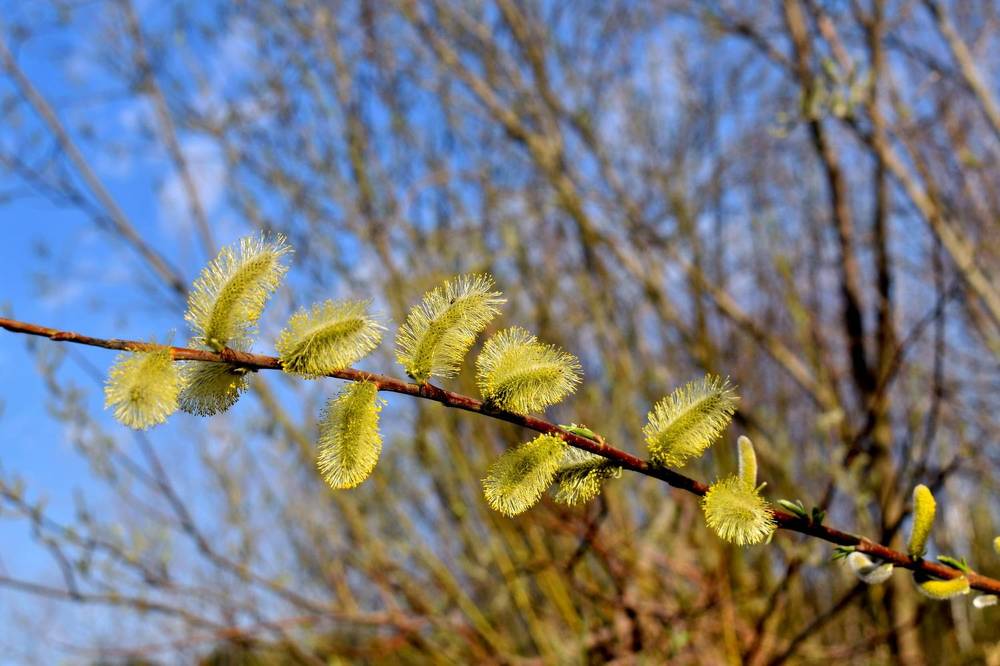 Photograph by НИНА АВЕРЬЯНОВА