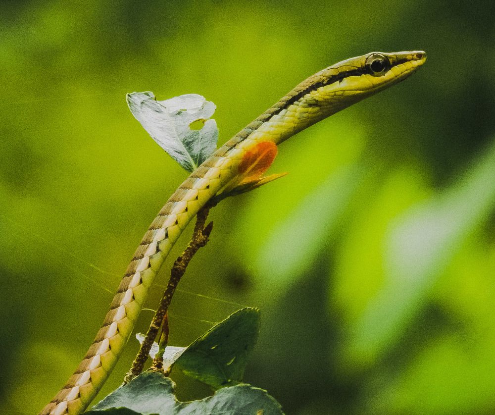 Photograph by Pawan Guruge