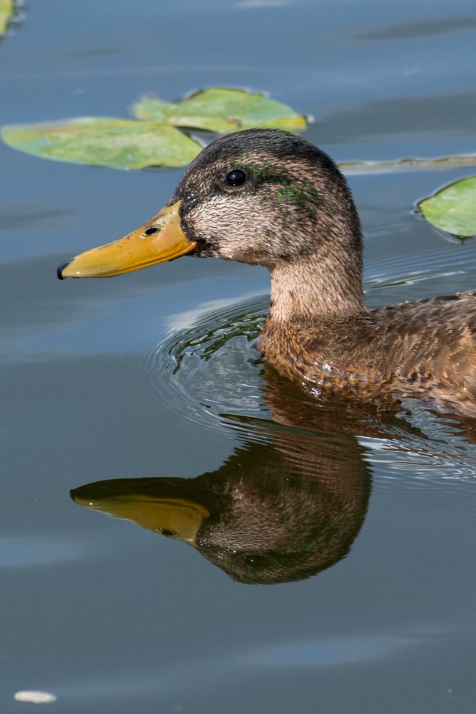 Фотография автора Vladimir Dolzhikov