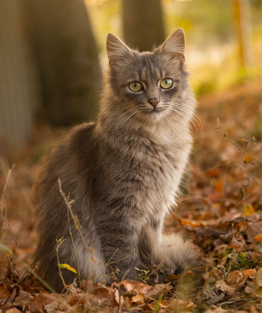 Фотография автора Екатерина Счасная