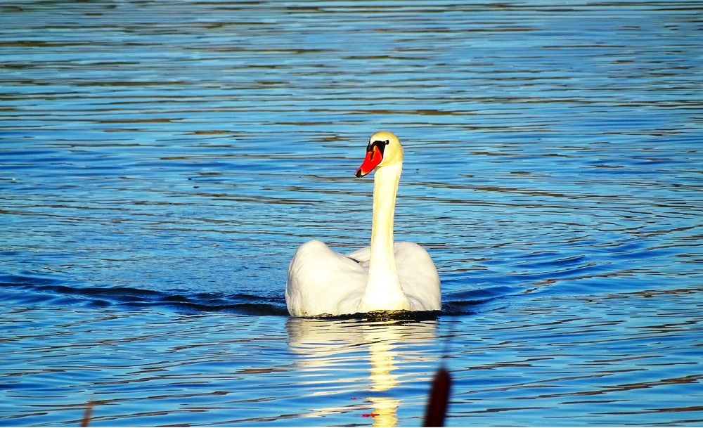 Photograph by Николай Худяков