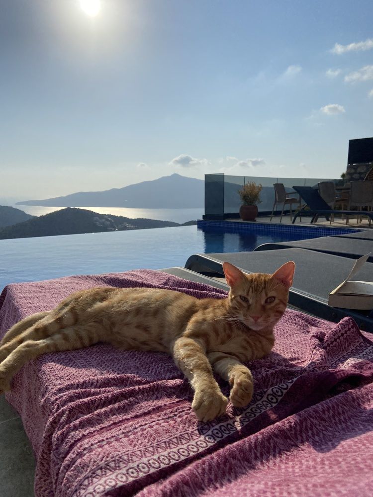 Будни Мориса ☀️