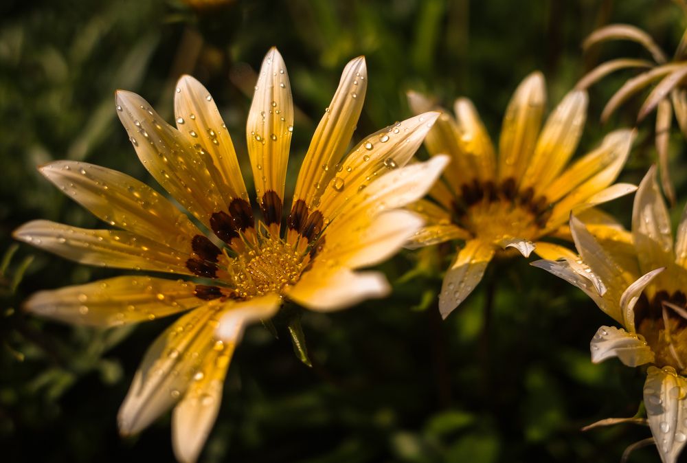 Photograph by Алла Никушкина