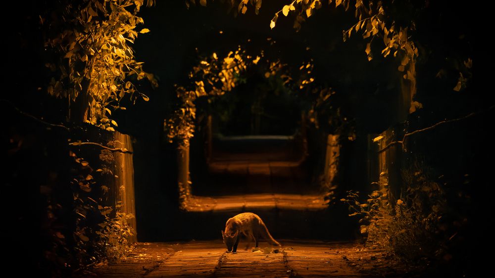 While the City Sleeps