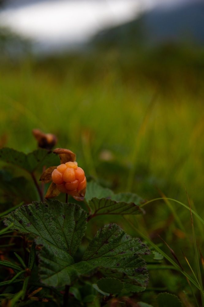 Photograph by Роман Куприянов