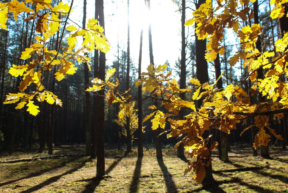 Photograph by Мария Самолевич