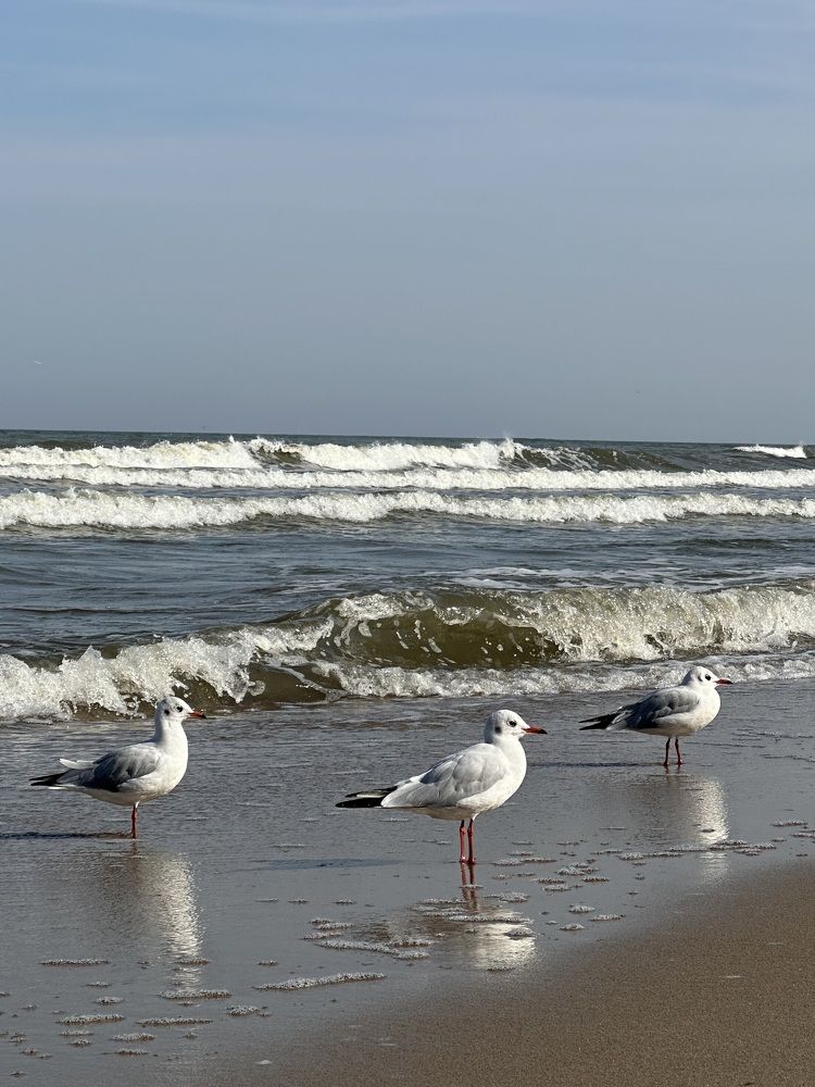 Photograph by Svetlana Tolkunova