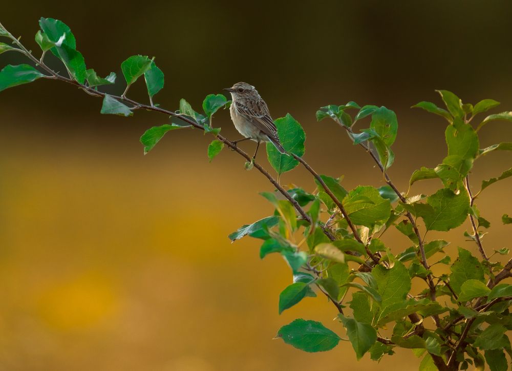 Photograph by Герман Крупенин