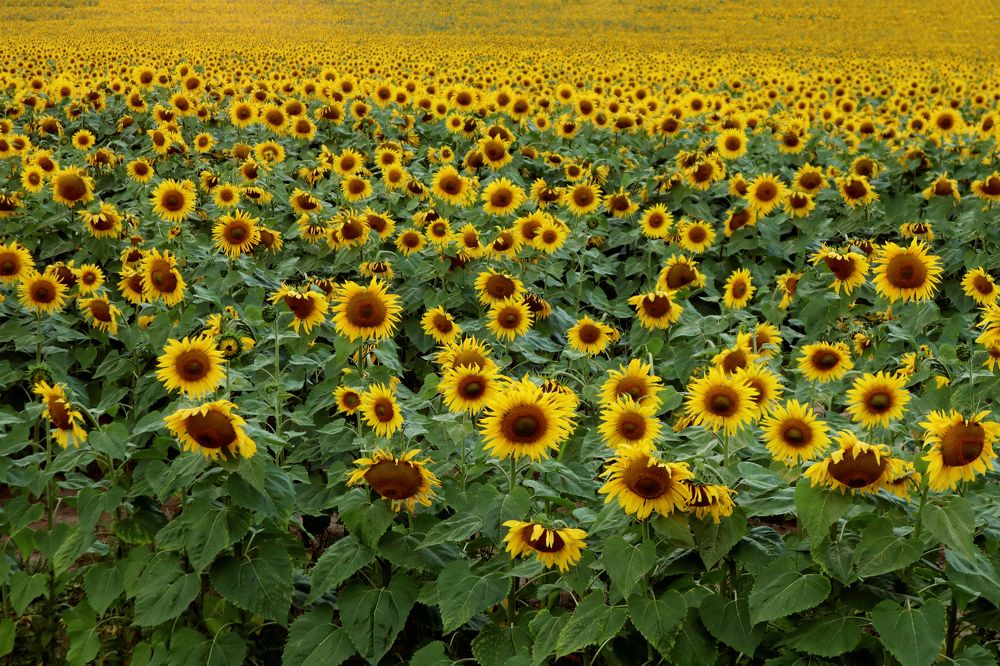 Photograph by Мария Самолевич