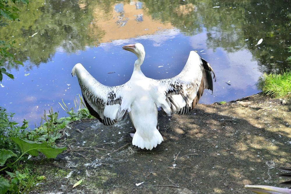 Фотография автора Сергей Чесноков