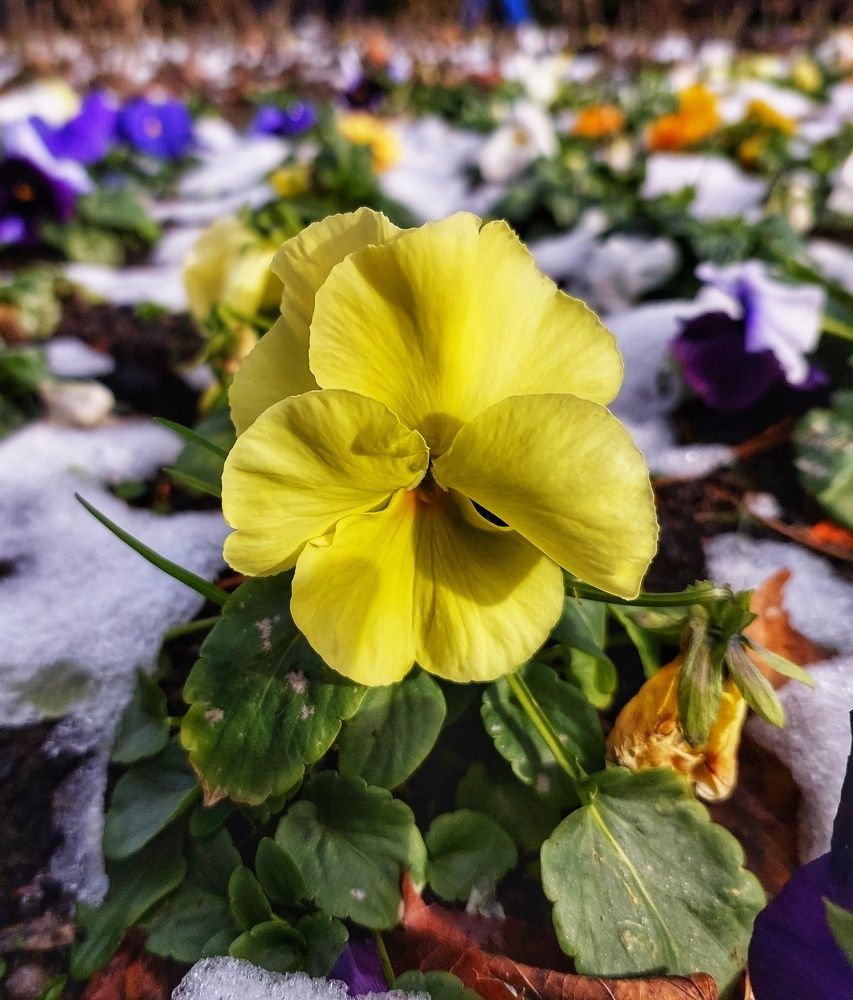 Photograph by Юлия Коробкова