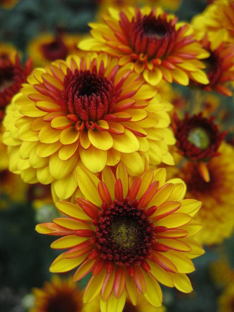 Photograph by Алёна Шкуратова