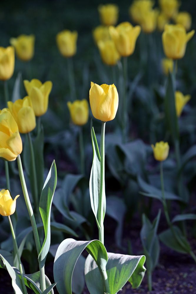 Фотография автора Ирина Муравьева