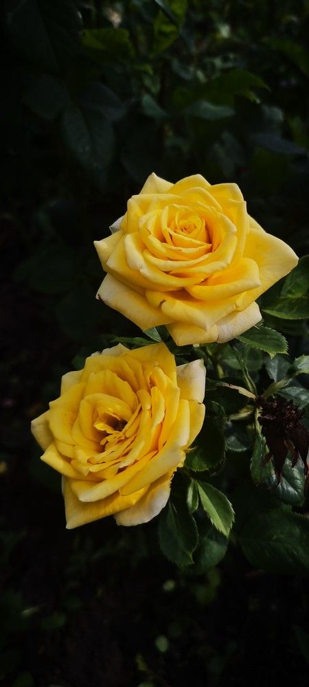 Photograph by Gr Marie