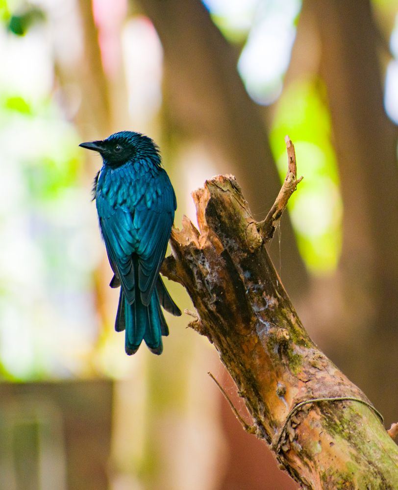 Photograph by Kamal Bhattacharjya