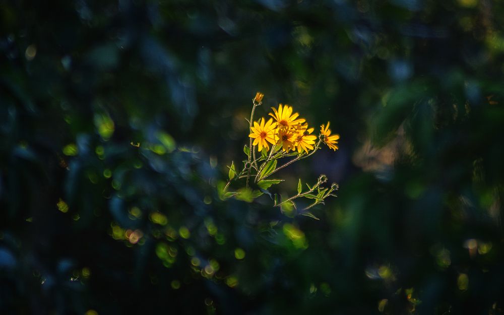 Photograph by Сергей Дишук