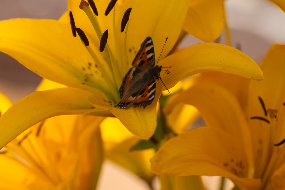 Фотография автора Aлексей Игнатьев