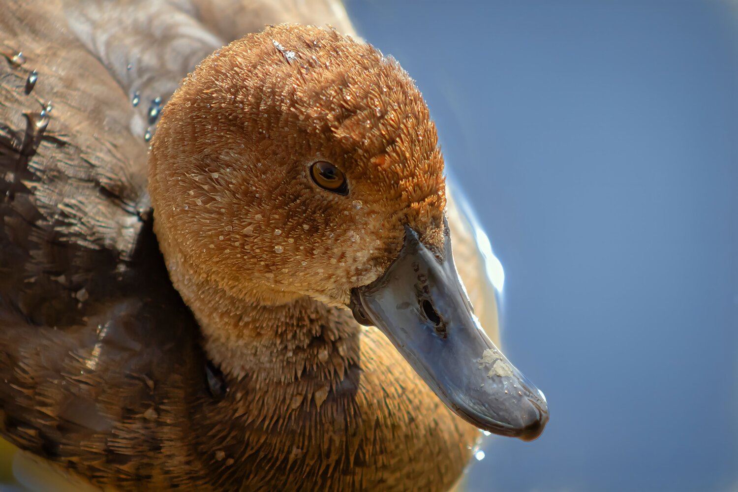 Photo #11117525