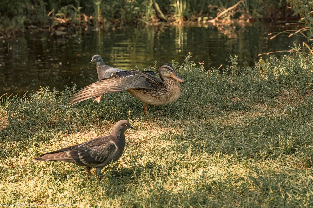 Photograph by Александра Лаврентьева
