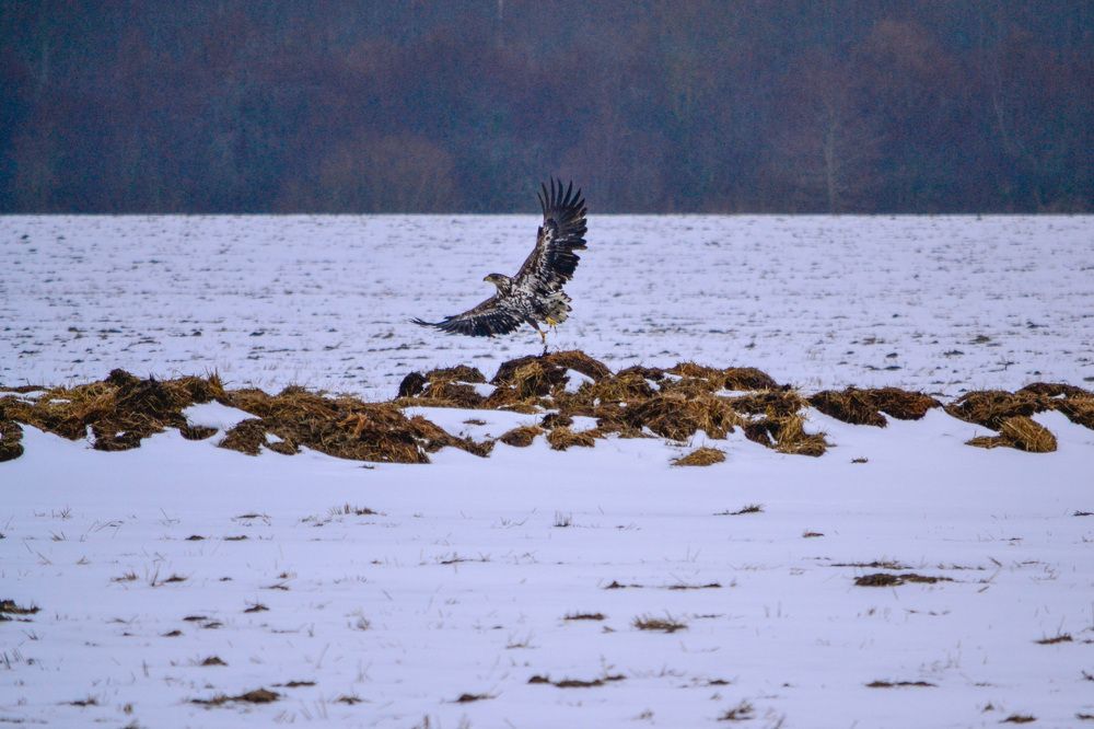 Фотография автора Елена Емельянова
