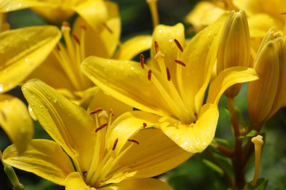 Photograph by Артур Павловский